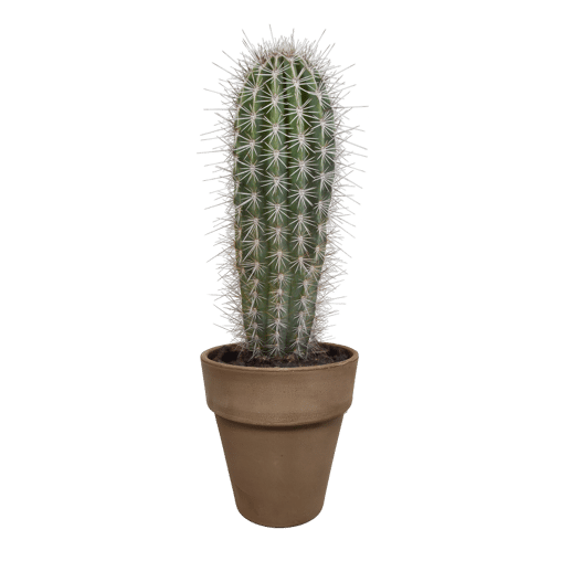 Pachycereus pringlei in grijze 17 cm pot